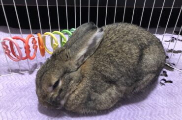 Just loafing around 🐇