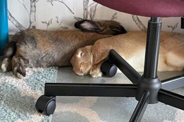 Their favourite spot under my desk