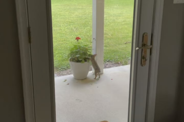Little guy eating our geraniums