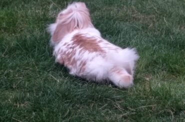 Her little tail