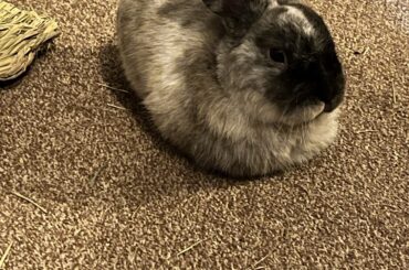 Best loaf we’ve had yet