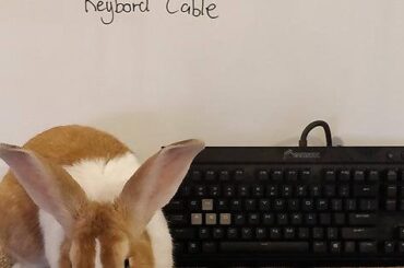 I love him and hate him (x-post /r/pcmasterrace)