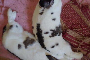 My favorite chonknoodles