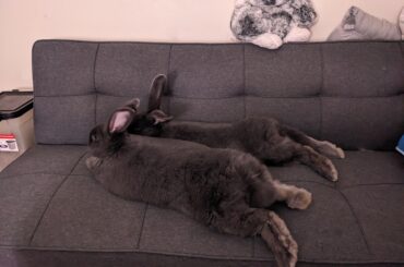 One hop noodle and one not quite al dente hop noodle