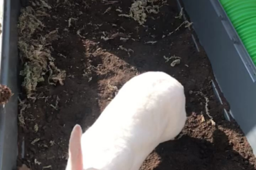 Enjoying the new digging box!