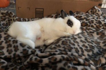 I live for her flops!(PSA don’t worry about her tummy she recently was fixed!)