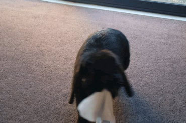 Is anyone else's rabbit a serial sock thief? (x-post r/Rabbits)