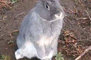 🎶Steve's still standin'🎶 🎶Yea yea yea🎶