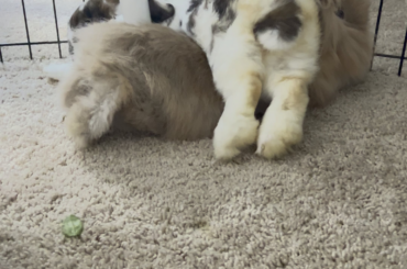 Copper has zero spacial awareness. Nor does he care to🤣 its his world. Leeuw is just living in it at this point 💗