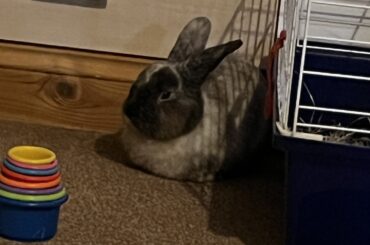 Where did Oreo go all I see is a loaf