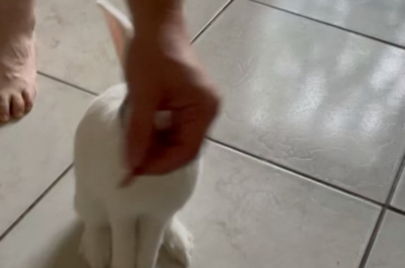 Walking for strawberries