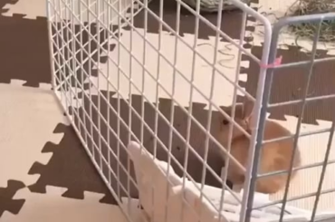 Baby bunny escapes cage