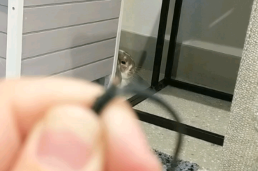 He knows what he did. (x-post r/Rabbits)