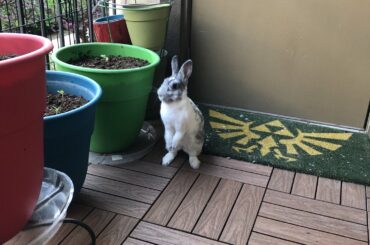 Dusty enjoying patio time