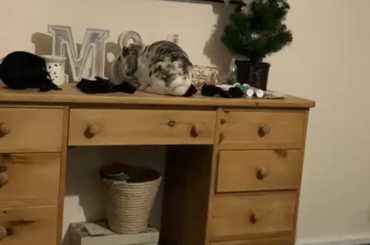 Our little trouble has just figured this out, we are screwed 😑 Merry Christmas everyone!