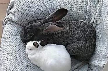 Salt and Pepper Loaves