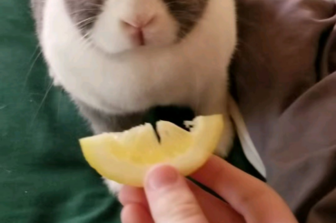 i ate a lemon slice and regretted it