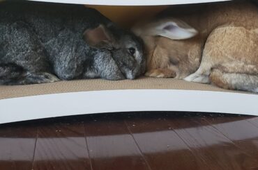 Rusty and his late sister, Dusty