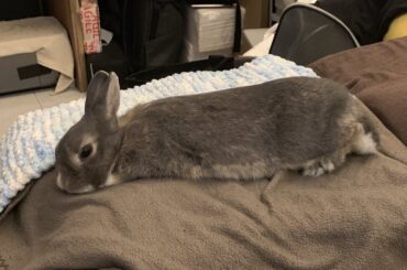 Sploot Splat🐰