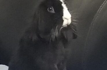 Couch telescope. She passed today. Rest easy sweet thing.