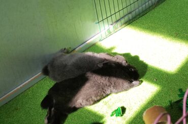 Bunnies noodling in the sun
