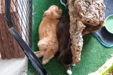 Smol noodles Stretch cuddle