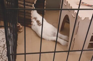 Binky having a strip after everyone was laughing at his bunny bidet