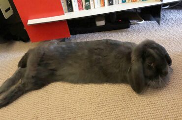 An actual spaghetti string bun