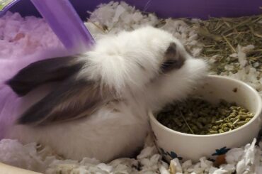 Loafritos In full action