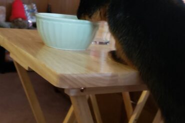 Anytime I have any food!! This bun begs worse than a dog (no he did not get to it and its just fruit in there)