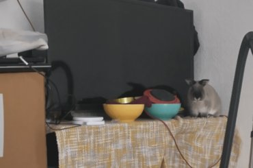 She has no remorse for jumping up where she isn't allowed and will do it again at the first opportunity