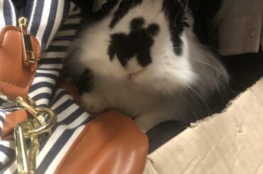 After tearing house apart for ‘lost’ bun, we found him sleeping, wedged in a junk closet.