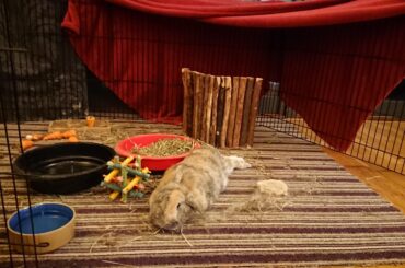 Barney the sausage rabbit relaxing in the mess he made!