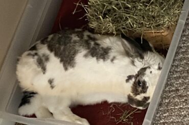 Brown decided the best napping spot was crunched up in the hay box.