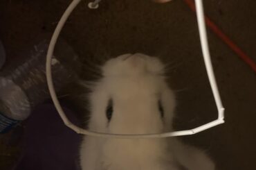 This asshole ate my 25 dollar cable