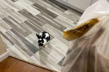 someone was caught eating a banana peel on the floor...