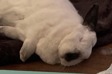 I think she likes the cold floor on her face. She always does this.