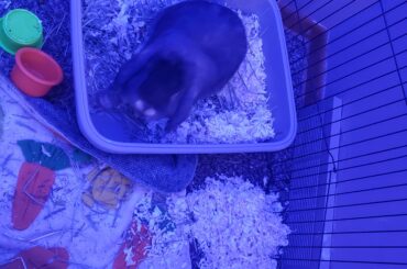 I changed his litter 5 minutes ago. Went to get him fresh wated and...half of it on the floor. This is a problem for tomorrow.