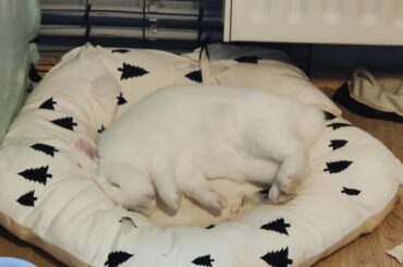The most comfy I've seen him be