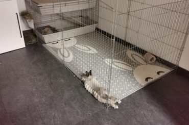 Oh no, this enclosure is so small I have to stick my legs out to fit