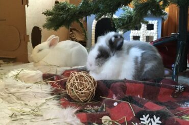 Sleepy Holiday Loaves