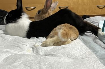 Hot Crossed Buns