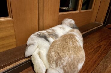On a door ledge 🤷🏻‍♀️
