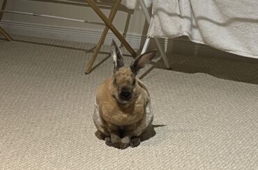 My bunny bit my bum really hard today to demand extra Oxbow crack-cookies