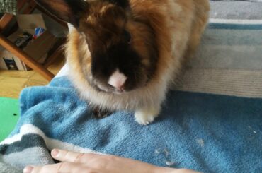 But look how cute I am! I didn't draw blood because you cut my hair. Feed me please