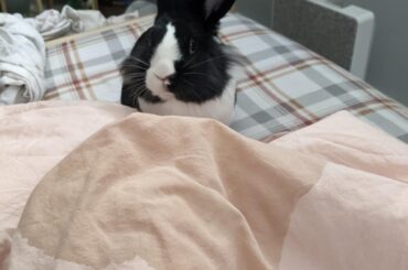 When your free roam rabbit with immaculate litterbox habits suddenly has an "accident" you know he's getting a point across.