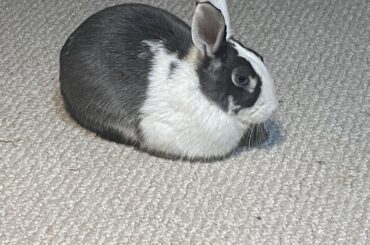 My loaf of bread seems to have grown ears? Has it gone bad now? Is it still edible?