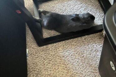 Bugsy… what’s going on with your feet?