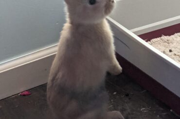 my 9 week old Flemish/ chinchilla mix