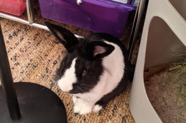 RARE TO CATCH ON FILM, BUNNO CATCHES HIS PREY, THE ELUSIVE SPICY HAY. Trying to get take a picture of his guilty expression after he chewed my headphones--- proceeds to grab headphones while I'm taking the picture. 🤦‍♀️